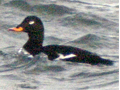 Velvet Scoter